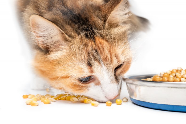 cat eating corn