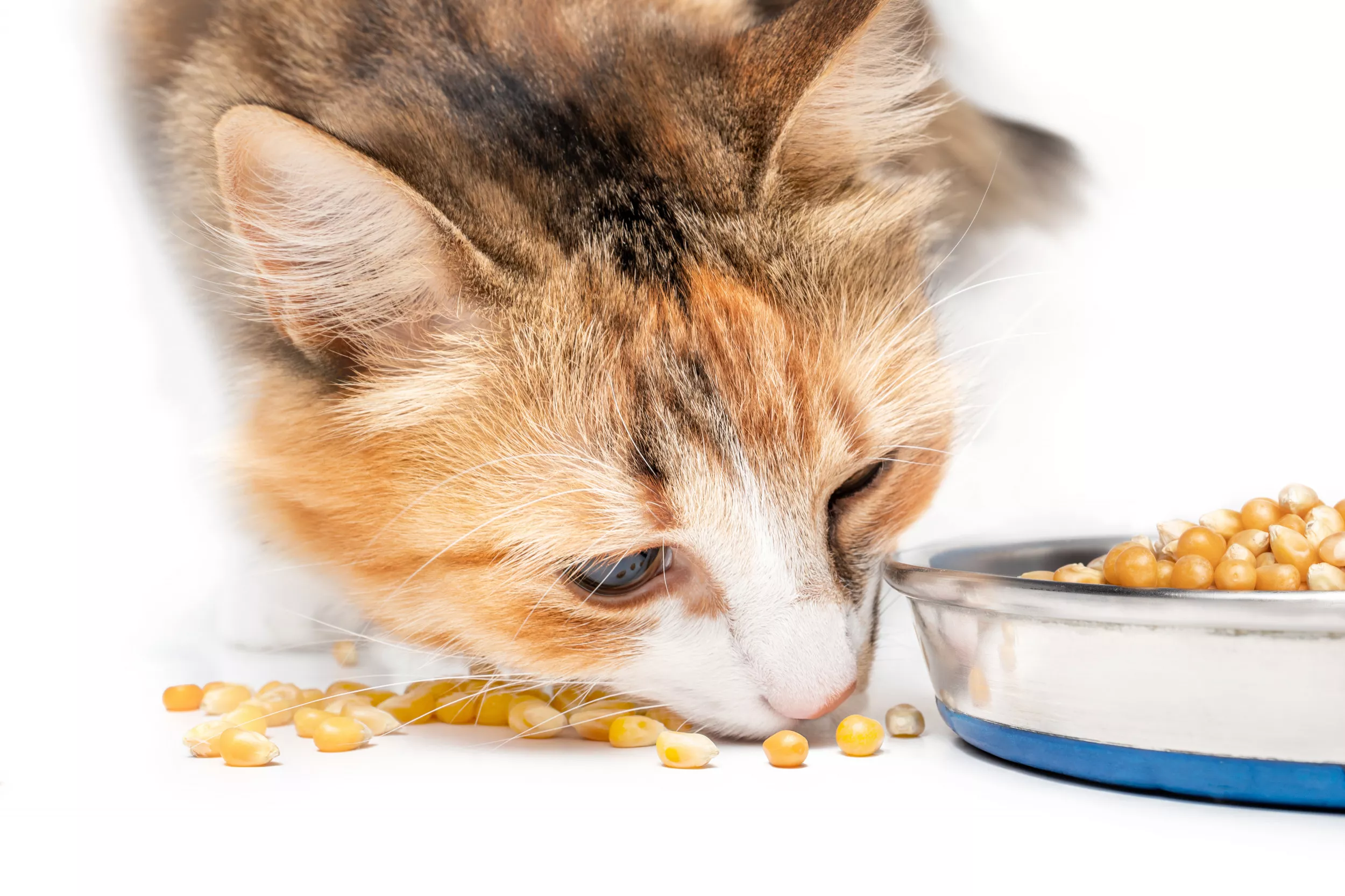Cat Enjoying Corn on Cob in Front of Dog Leaves Internet in Hysterics - Vimarsana News
