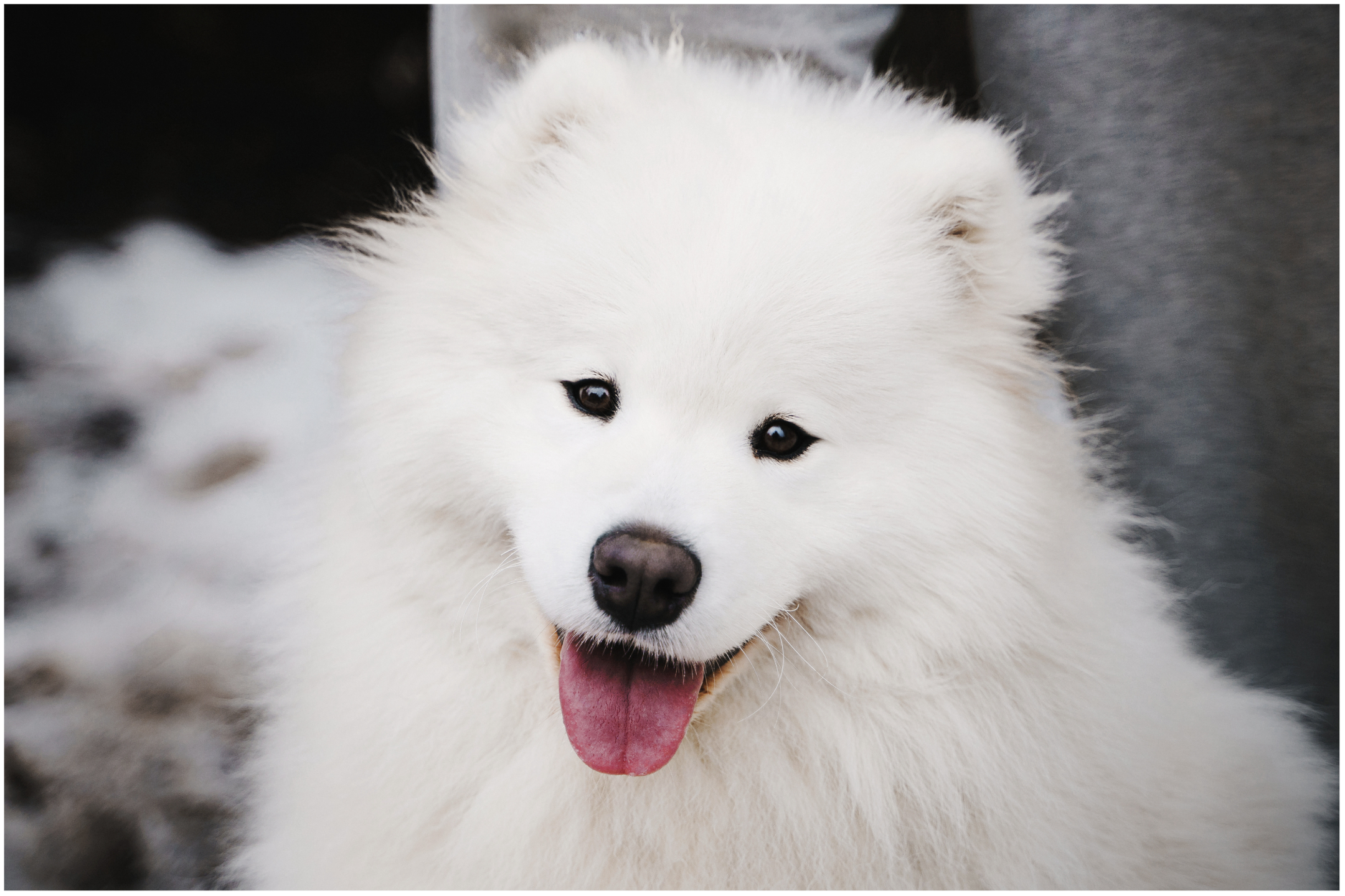 Getting store a samoyed