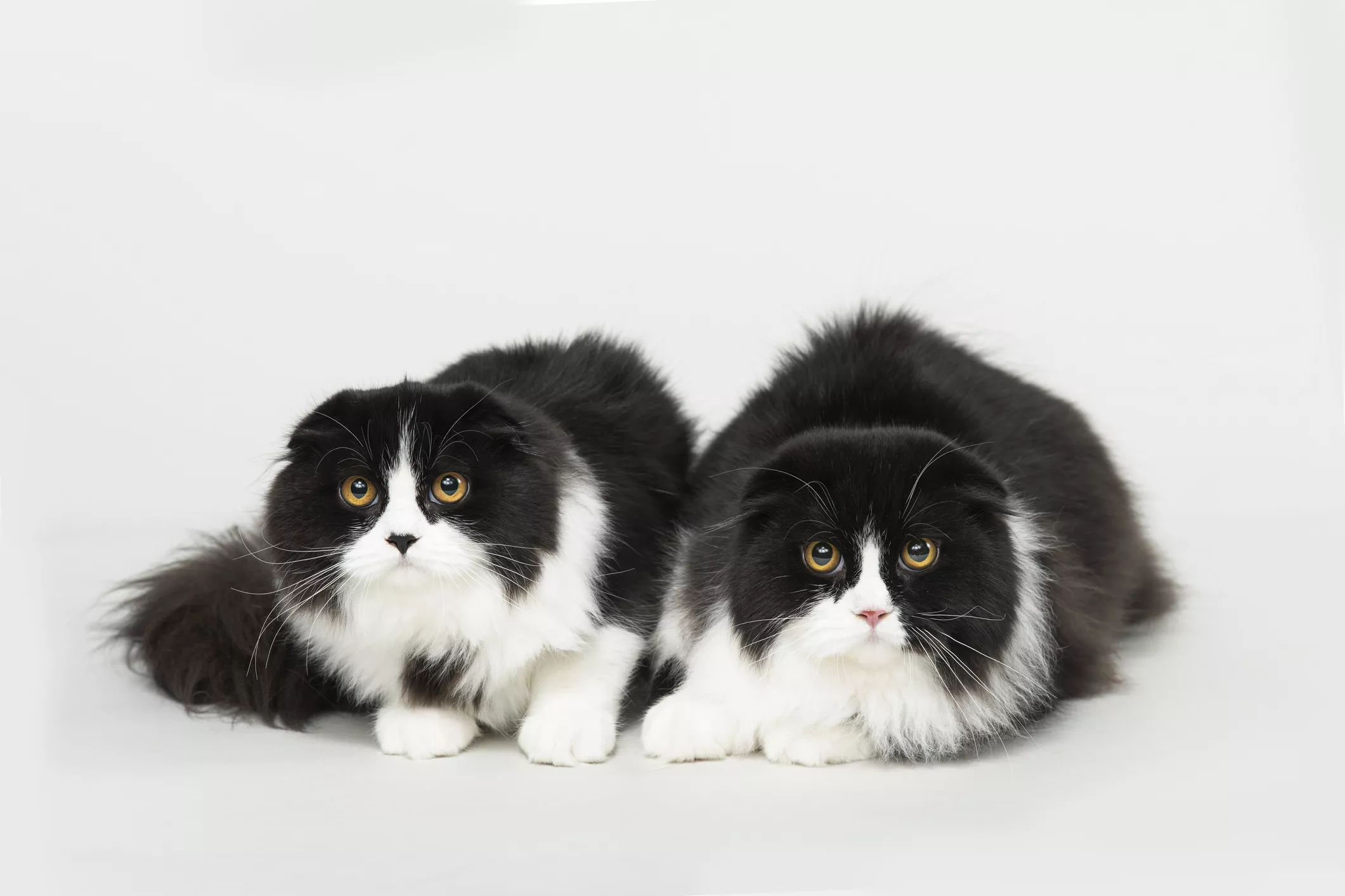 Cat and His Lookalike 'Buddy' Go Viral as They Walk Back Home Side-By-Side - Vimarsana News