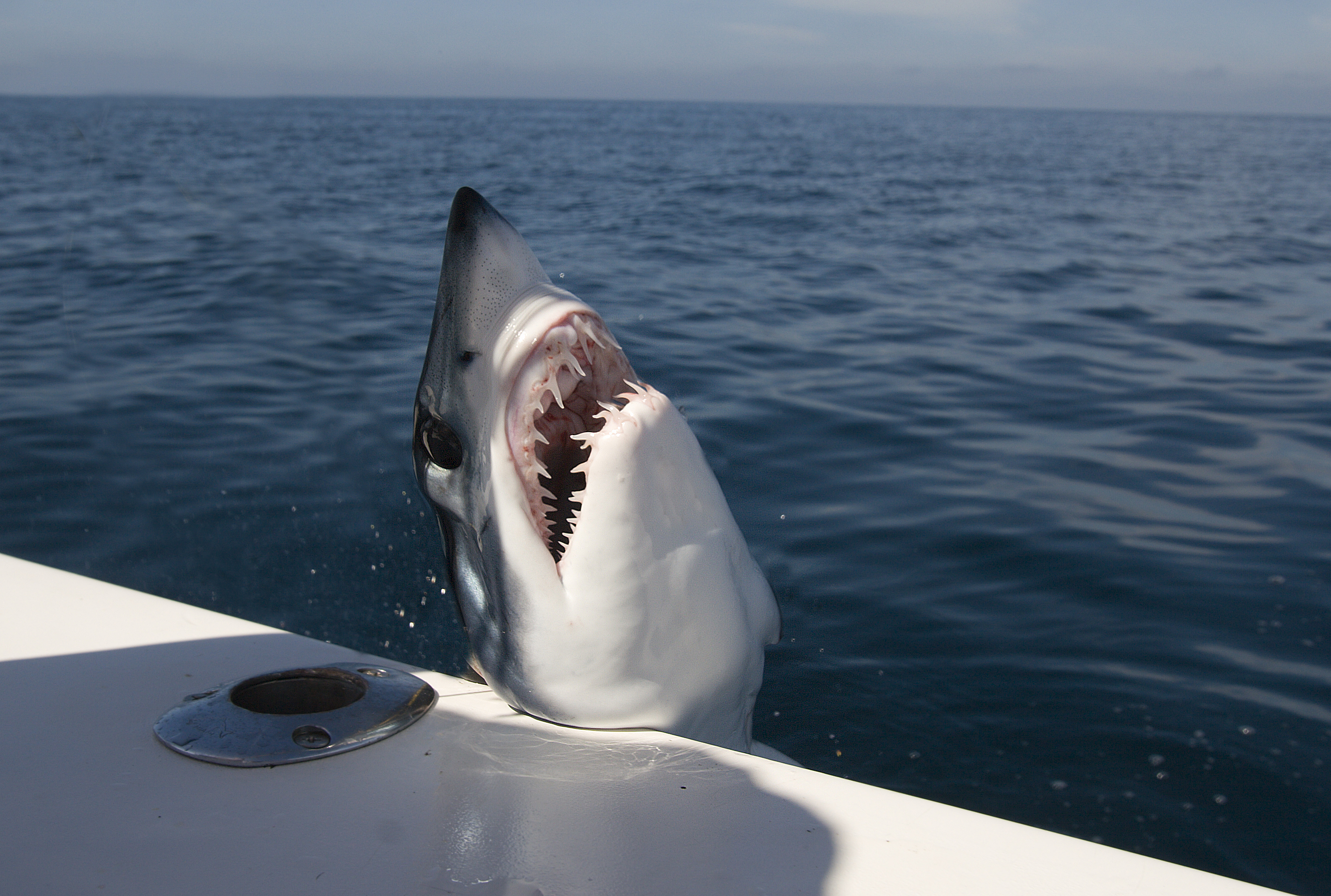 Maine Shark Fishing Trips: Maine Saltwater Fishing For Sharks