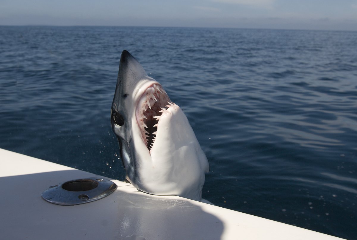 Watch Shocking Moment Shark Leaps onto Fishing Boat off Maine Coast