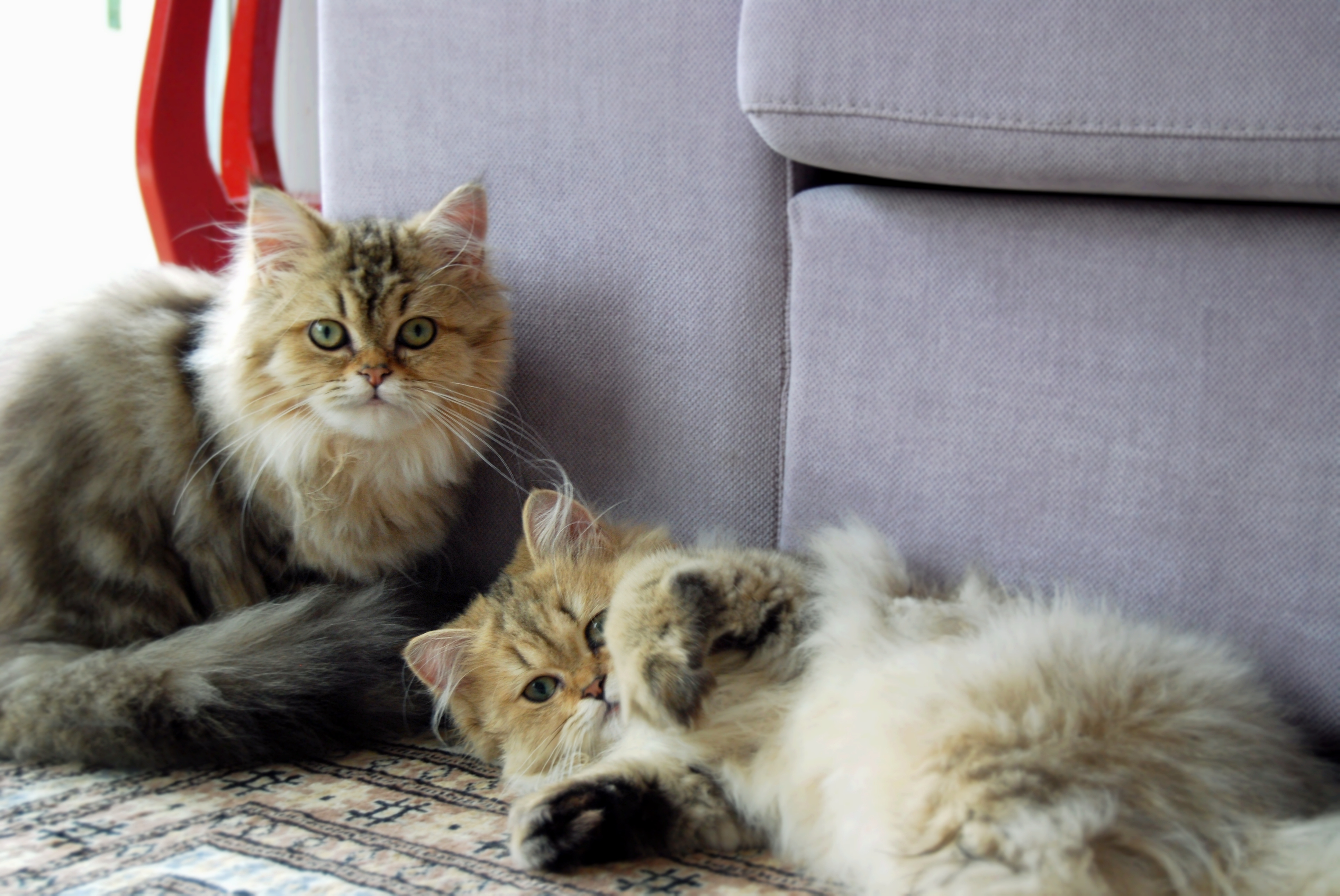 Kitten's Adorable Relationship With Older Sister Melts Hearts: 'Hero'