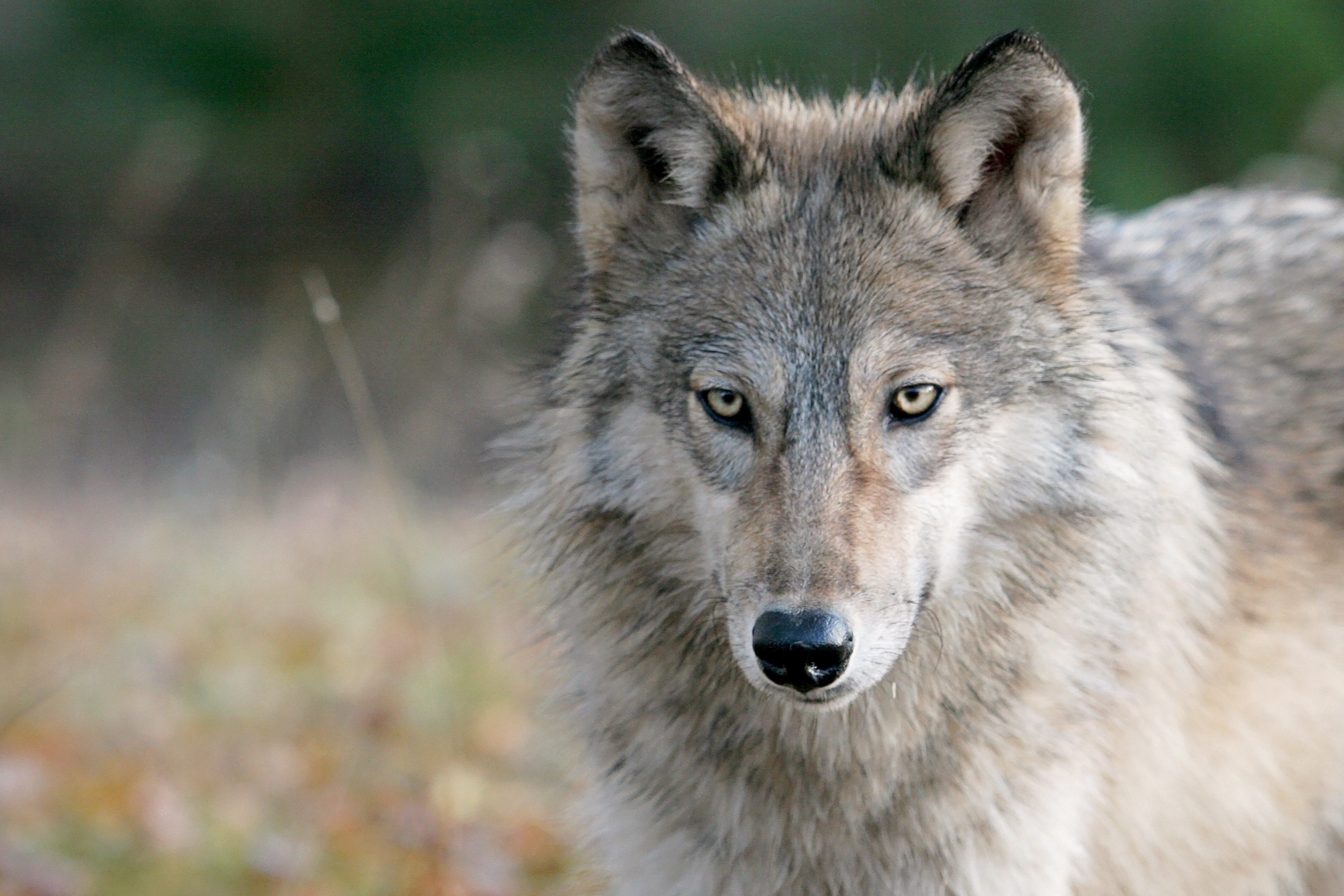 Minnesota Wolf Acting Strangely Towards People: 'Not Normal Behavior'