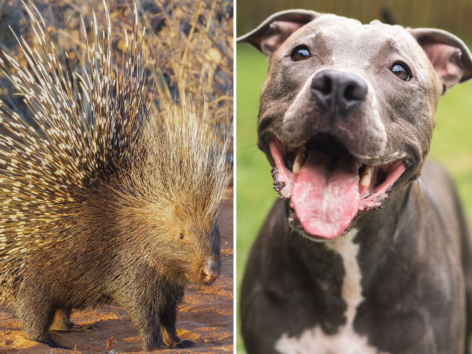 Pit Bull Dies After 2 A.M. Tussle With Porcupine Leaves Quills