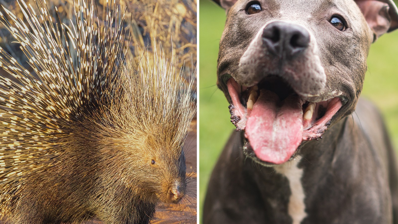 Pit Bull Dies After 2 A.M. Tussle With Porcupine Leaves Quills Inside Body