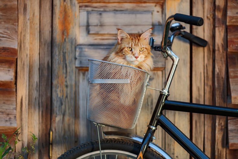 Cat sitting in bike basket. 