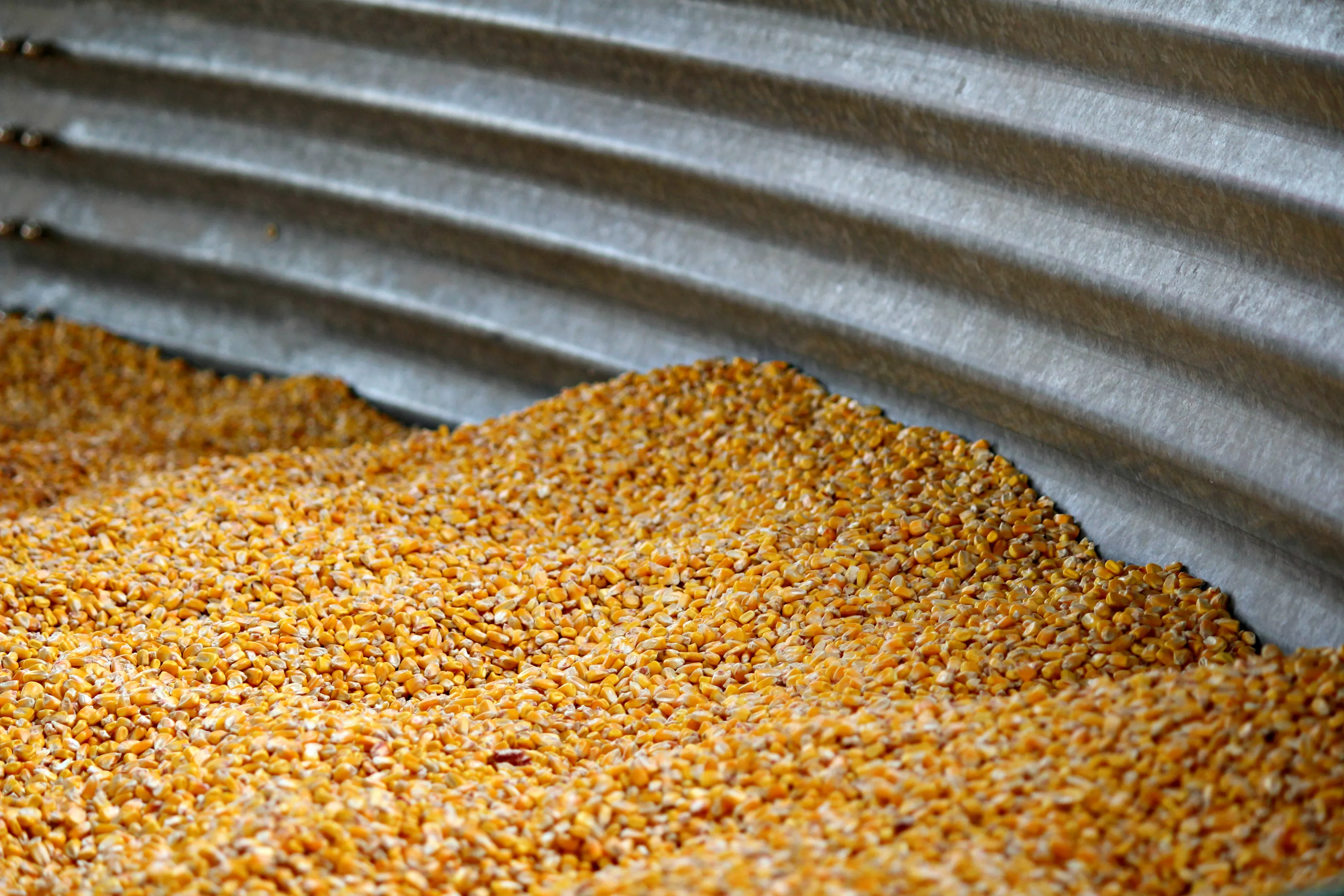 Man Dies After Becoming Trapped Inside Corn Silo - Vimarsana News