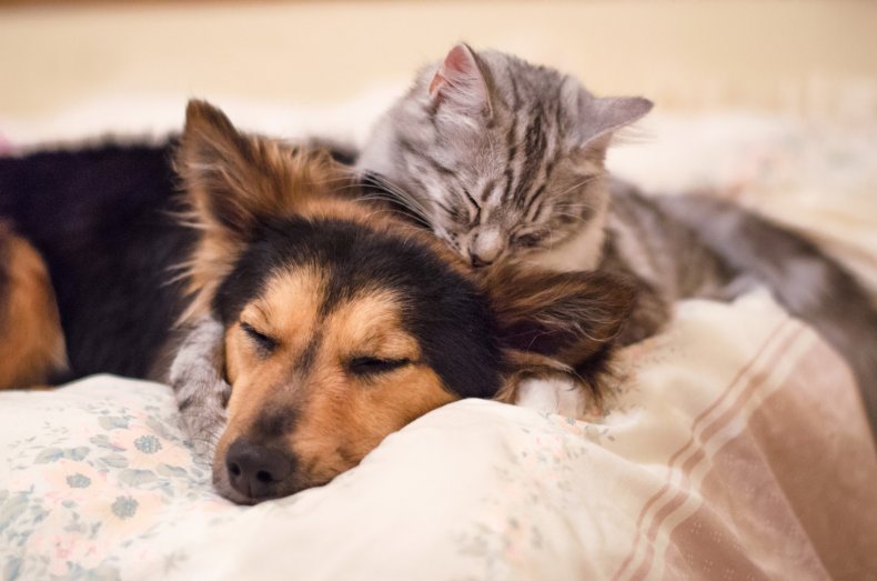 dog and cat