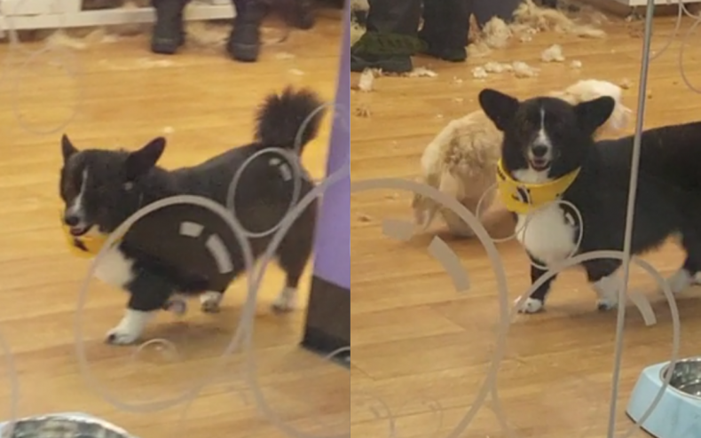 Artemis the Corgi dog.
