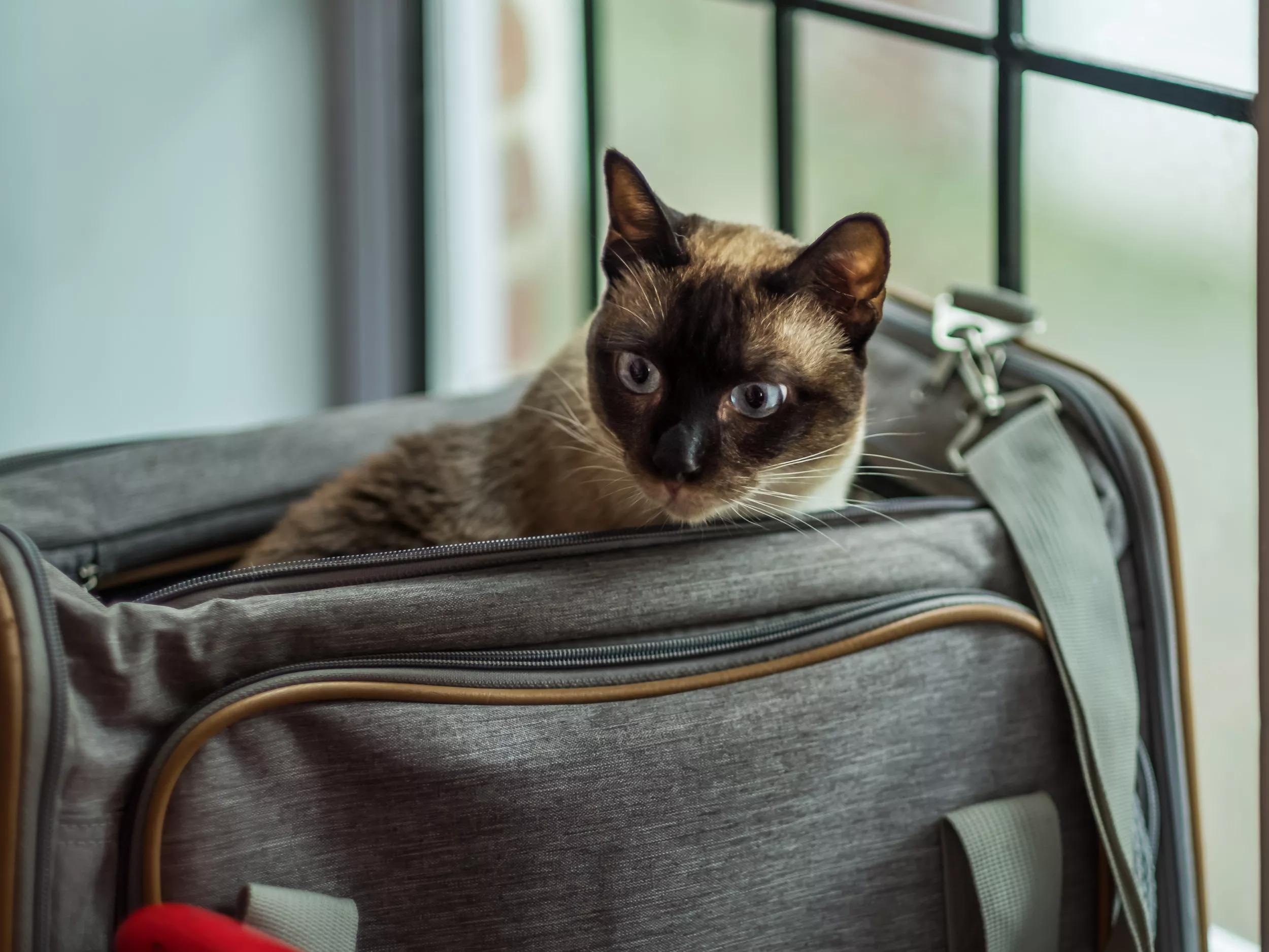 Old Woman Using Self-Made Hoist to Help Cat Reach Her Balcony Goes Viral - Vimarsana News