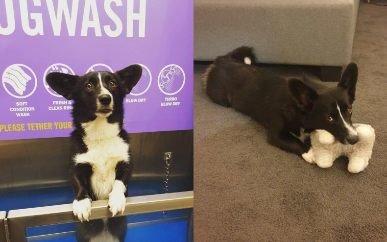 Artemis the Corgi dog.