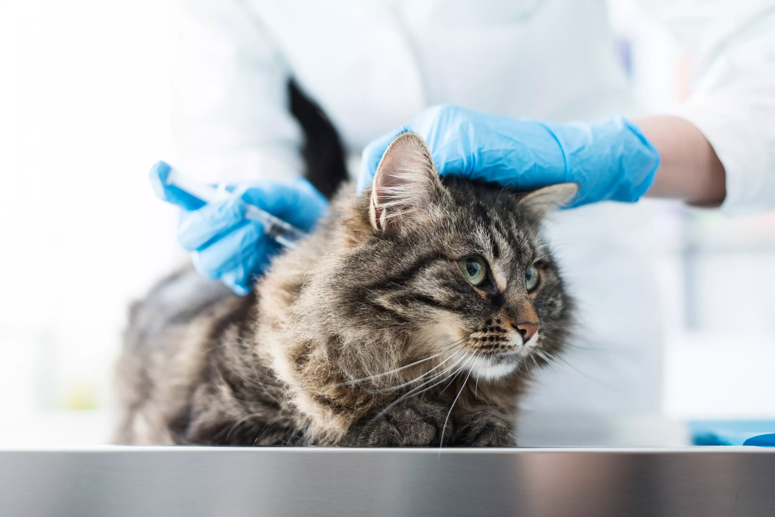 Diabetic Cat Waiting Patiently for Medication Warms Hearts: 'Our Routine' - Vimarsana News
