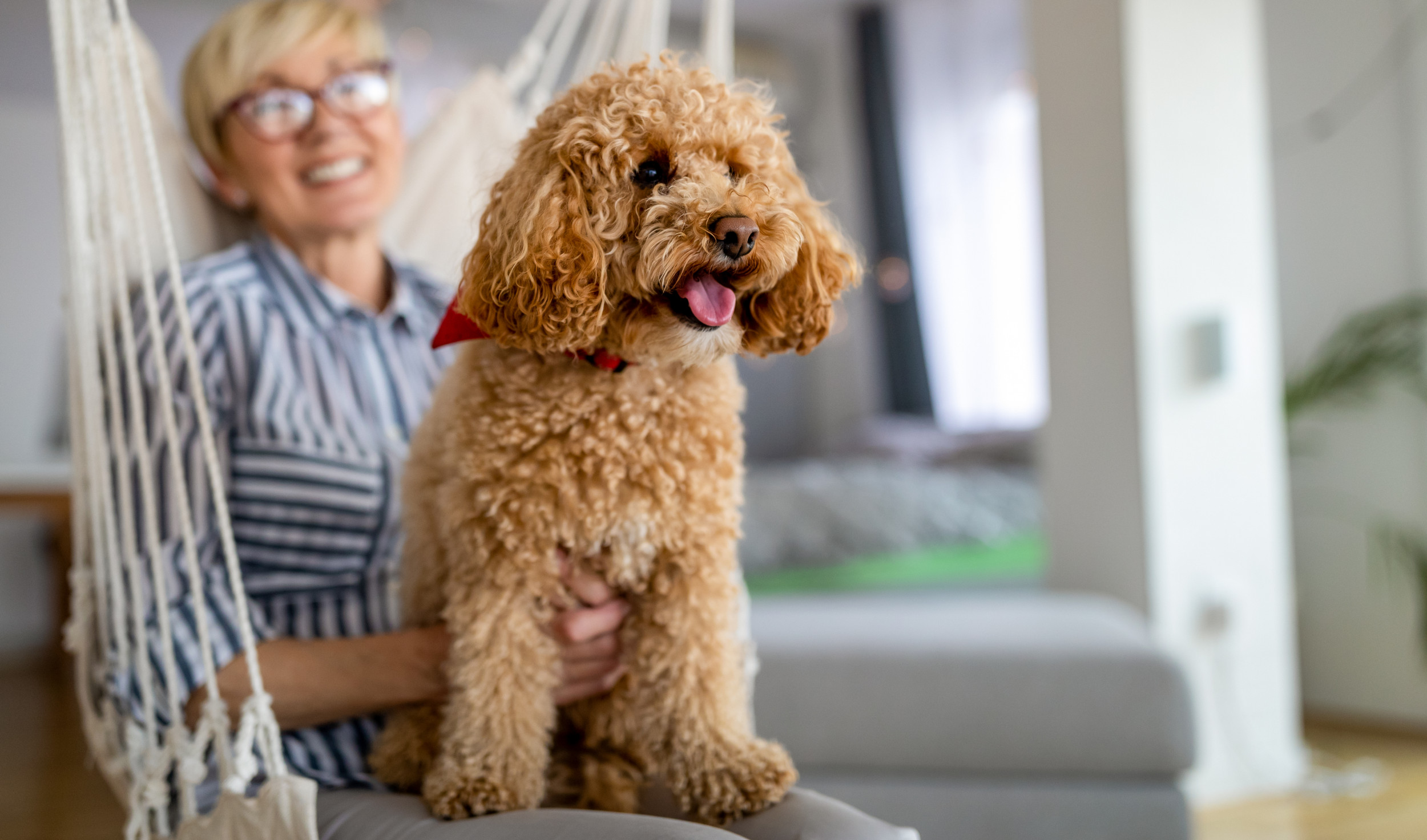 Poodle lap hot sale dog