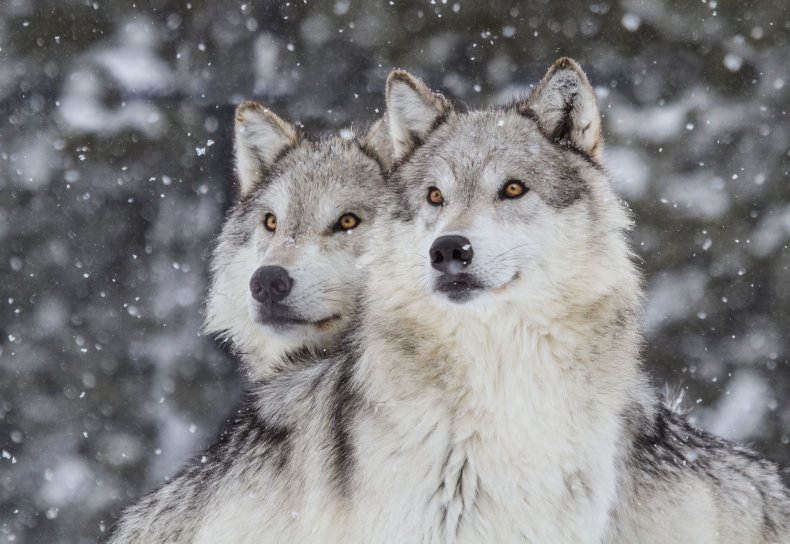 Dos lobos en las Montañas Rocosas