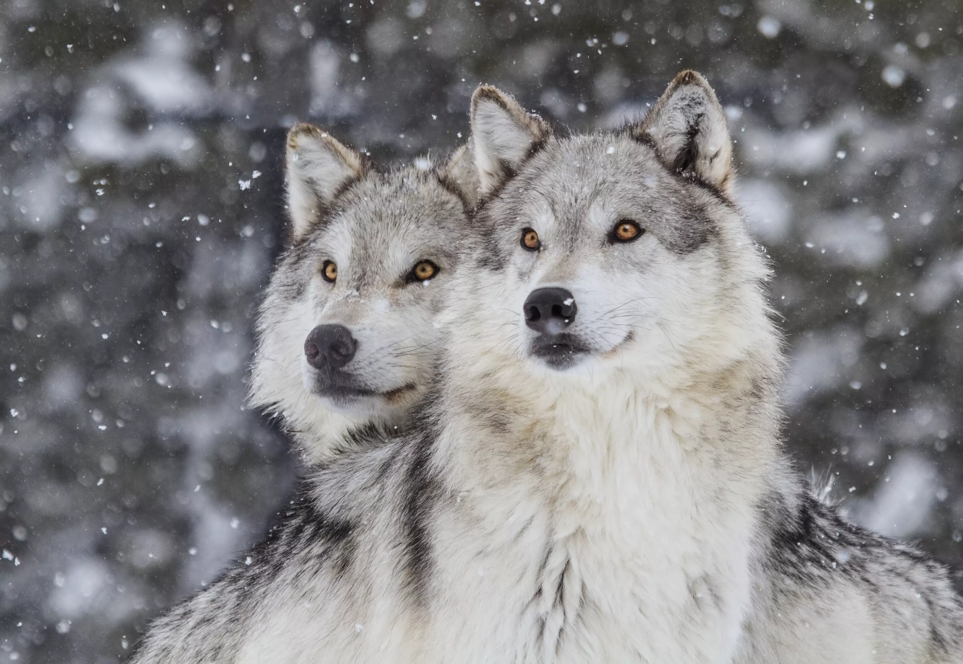 Wolves Are Making a Major Comeback in Oregon's Cascade Mountains - Vimarsana News
