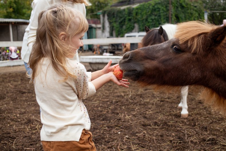 Young girl feeding a horse