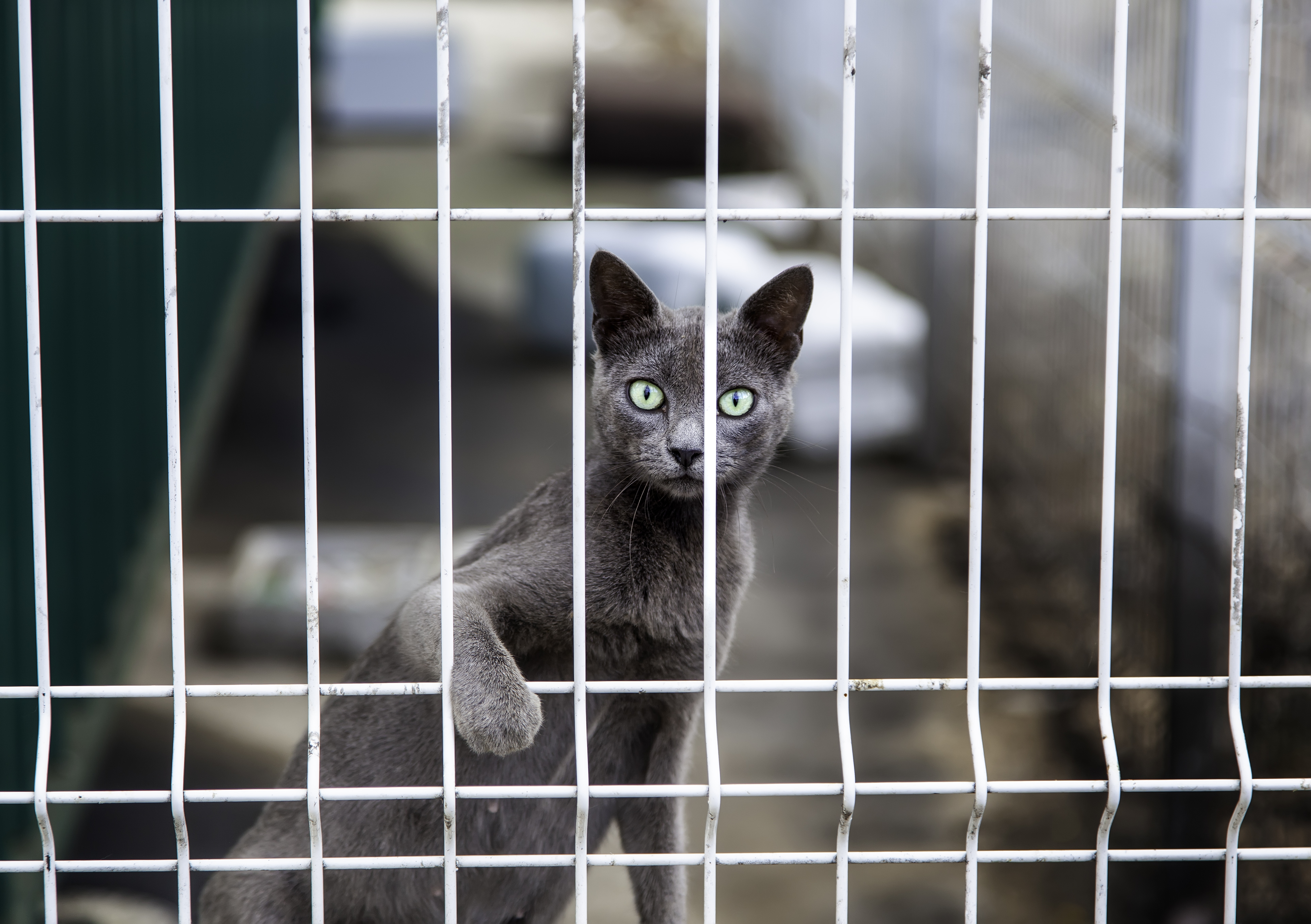 Couple Hailed 'Heroes' As Clip of Cats They've Saved From Death Goes Viral - Vimarsana News