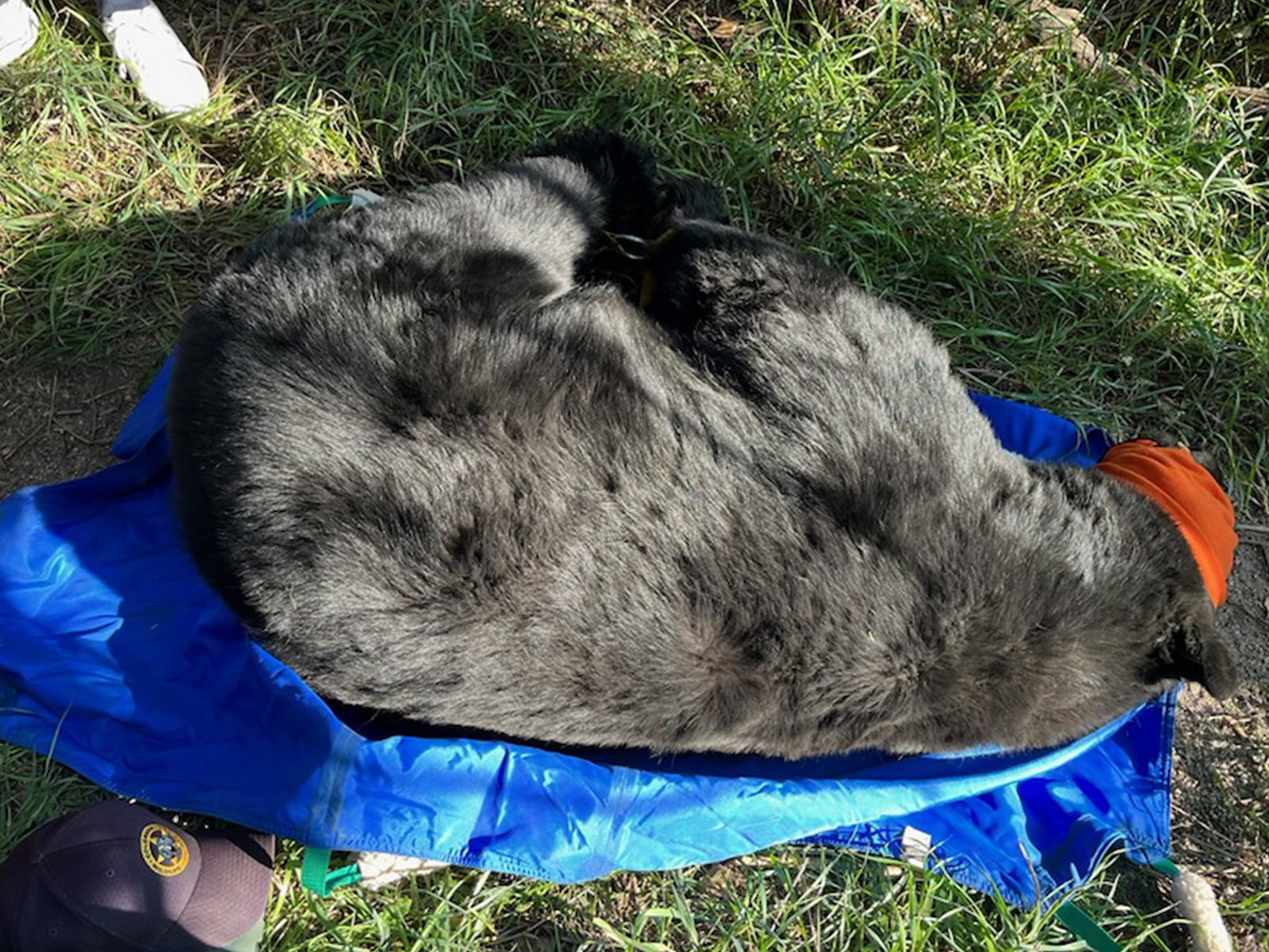 Black Bear Weighing 350 Lbs Found Living Near School Amid Official