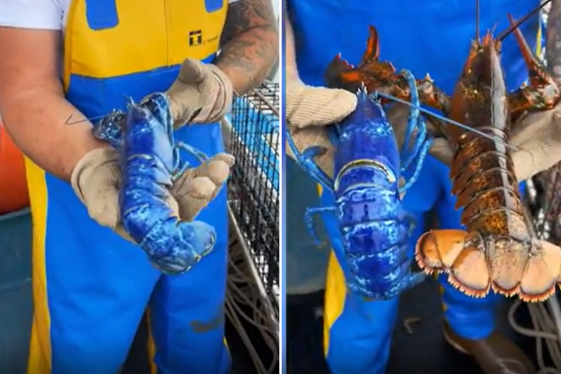 Maine fisherman finds blue lobster. 