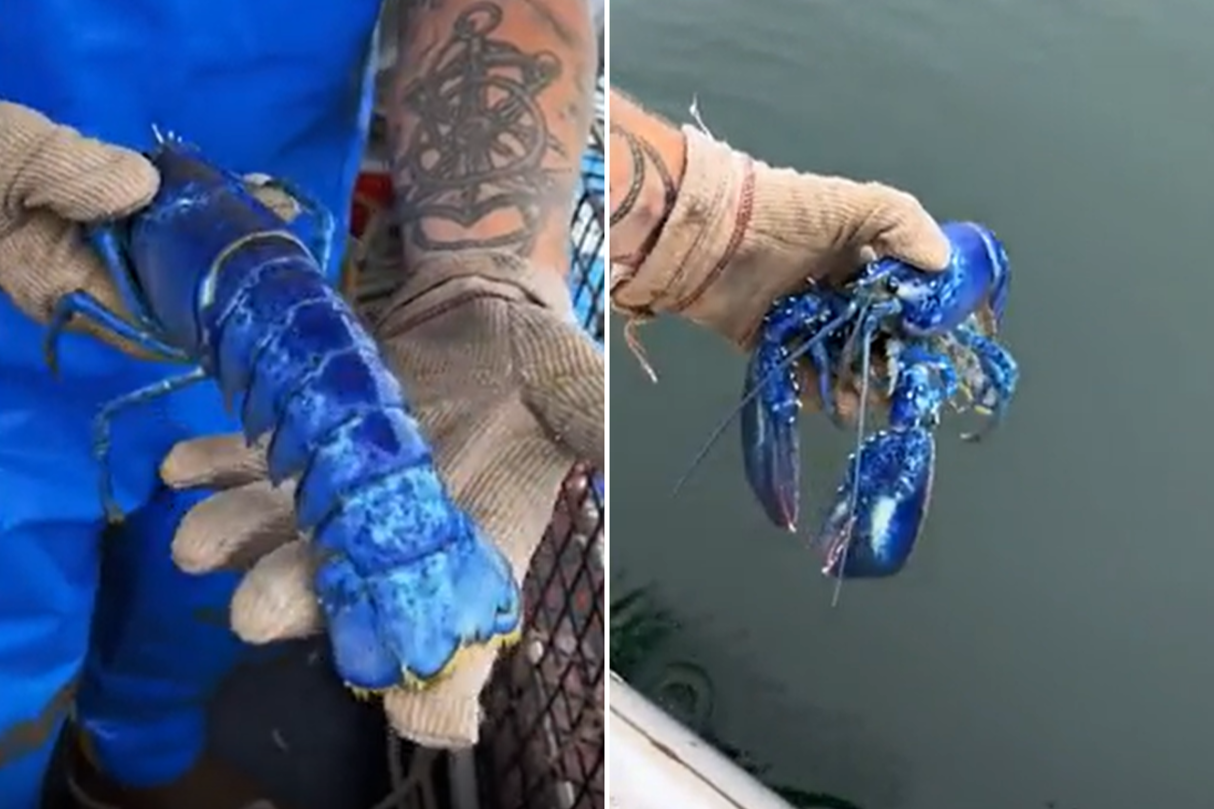 Incredibly Rare Blue Lobster Caught By Maine Fisherman: 'One In 2 Million'