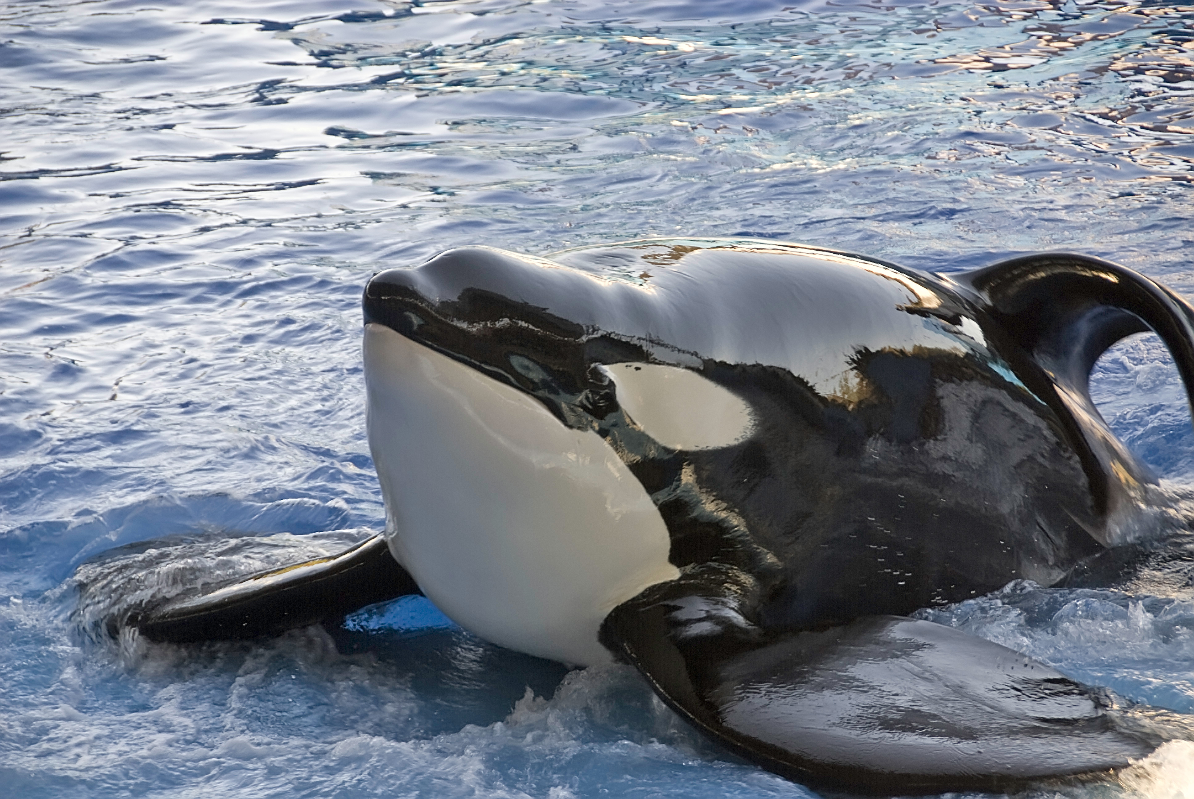 killer whales in captivity dorsal fin