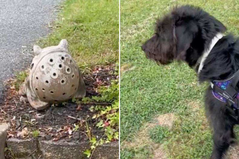 Dog protects owner from frog statue