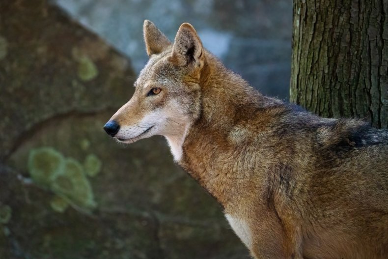 A red wolf in North Carolina
