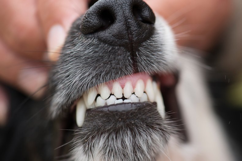dog baring teeth.