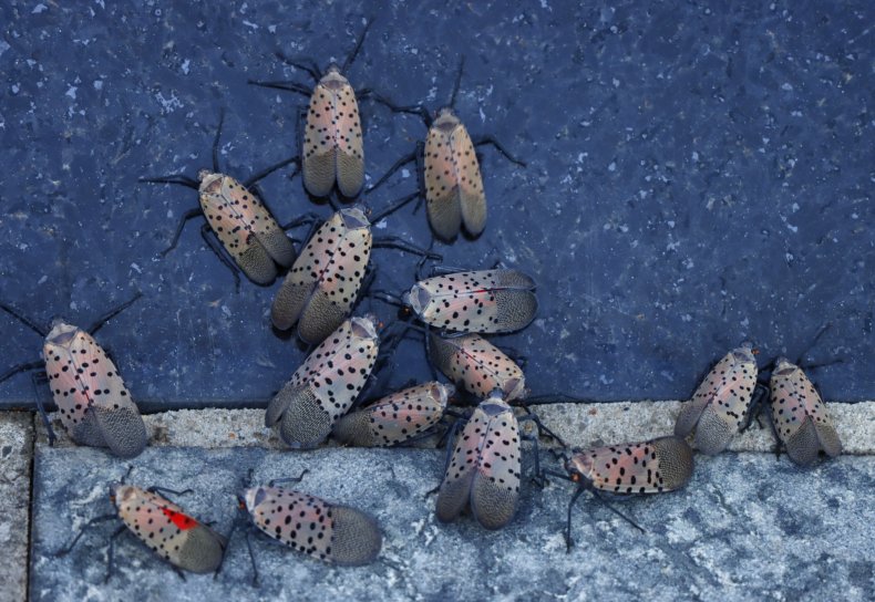 lanternflies