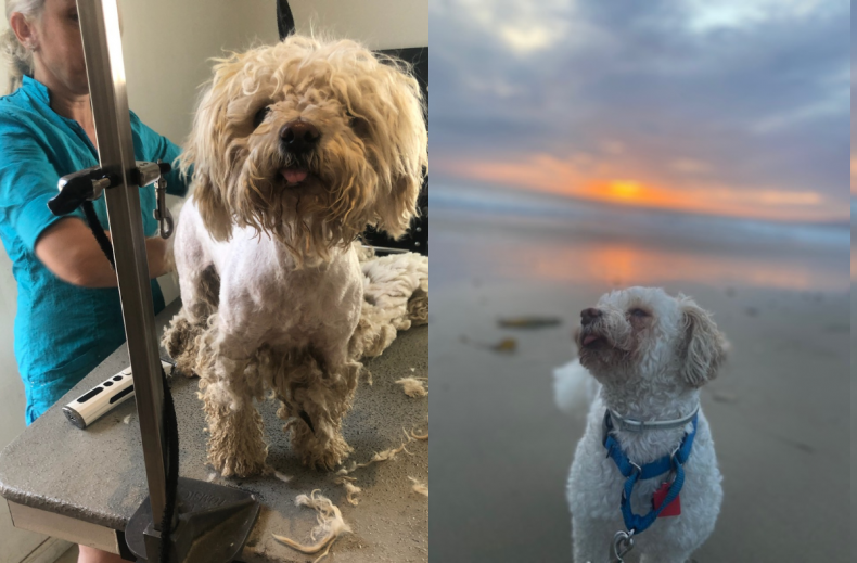 Ricky before and after his rescue.