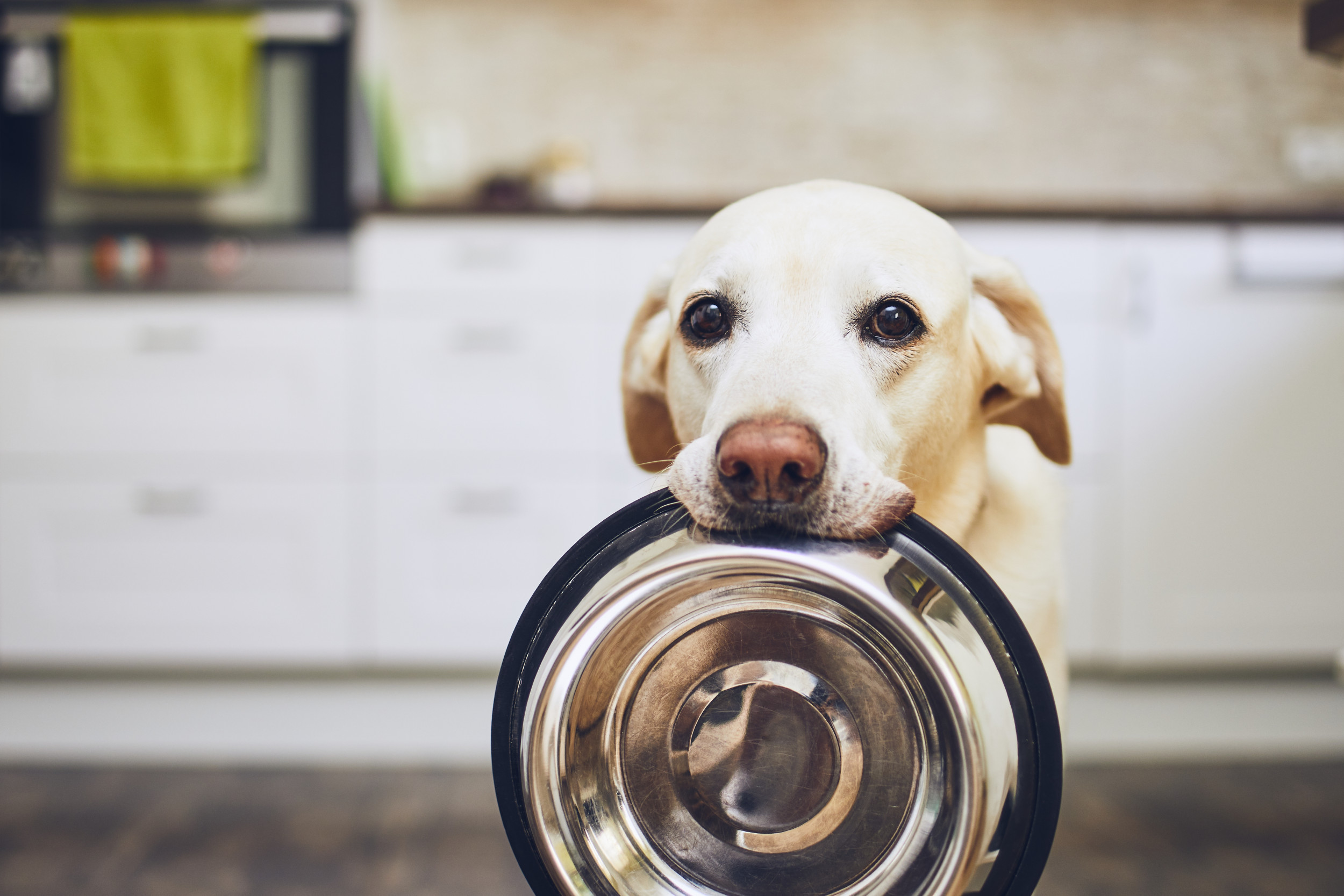 what happens if a dog drinks detergent