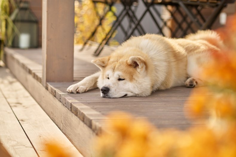 Dog laying on porch