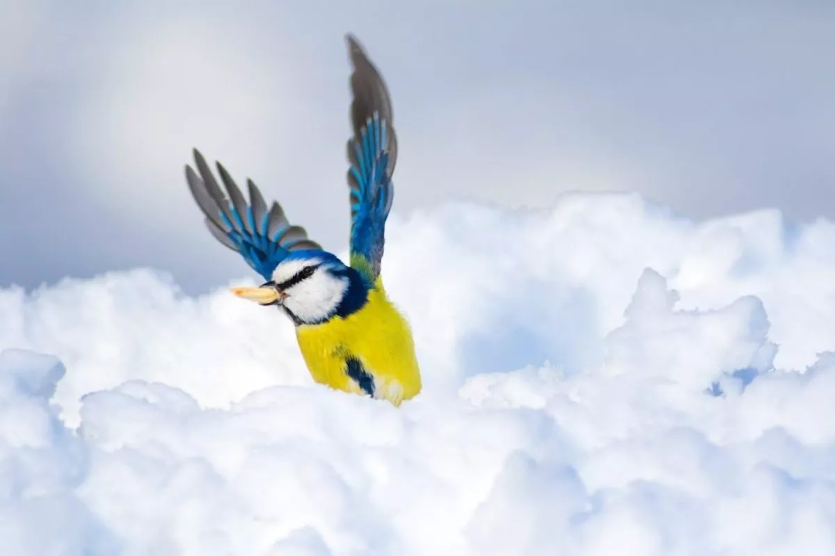 Hundreds of Bird Species Face Extinction Due to Trade: Scientists - Vimarsana News