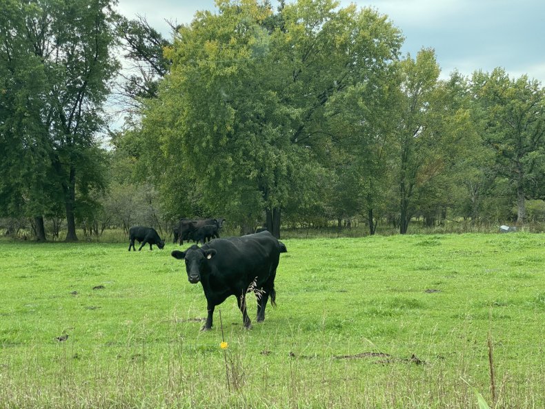 Cow in St. Croix County, Wisconsin Barnes