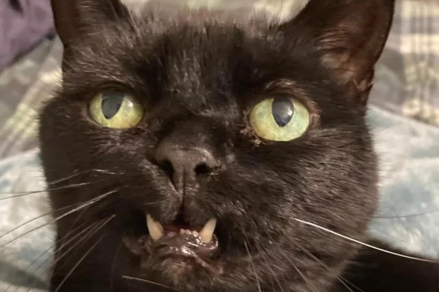 Cat Left 'Stuck' After Meowing Goes Viral With Hilarious Photo - Vimarsana News
