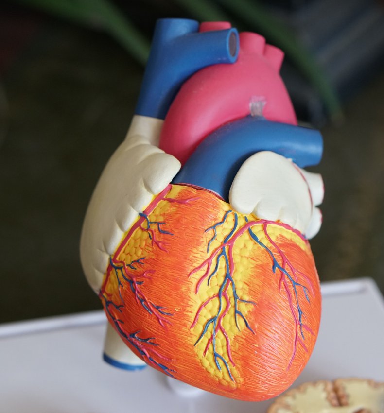 A model of a human heart