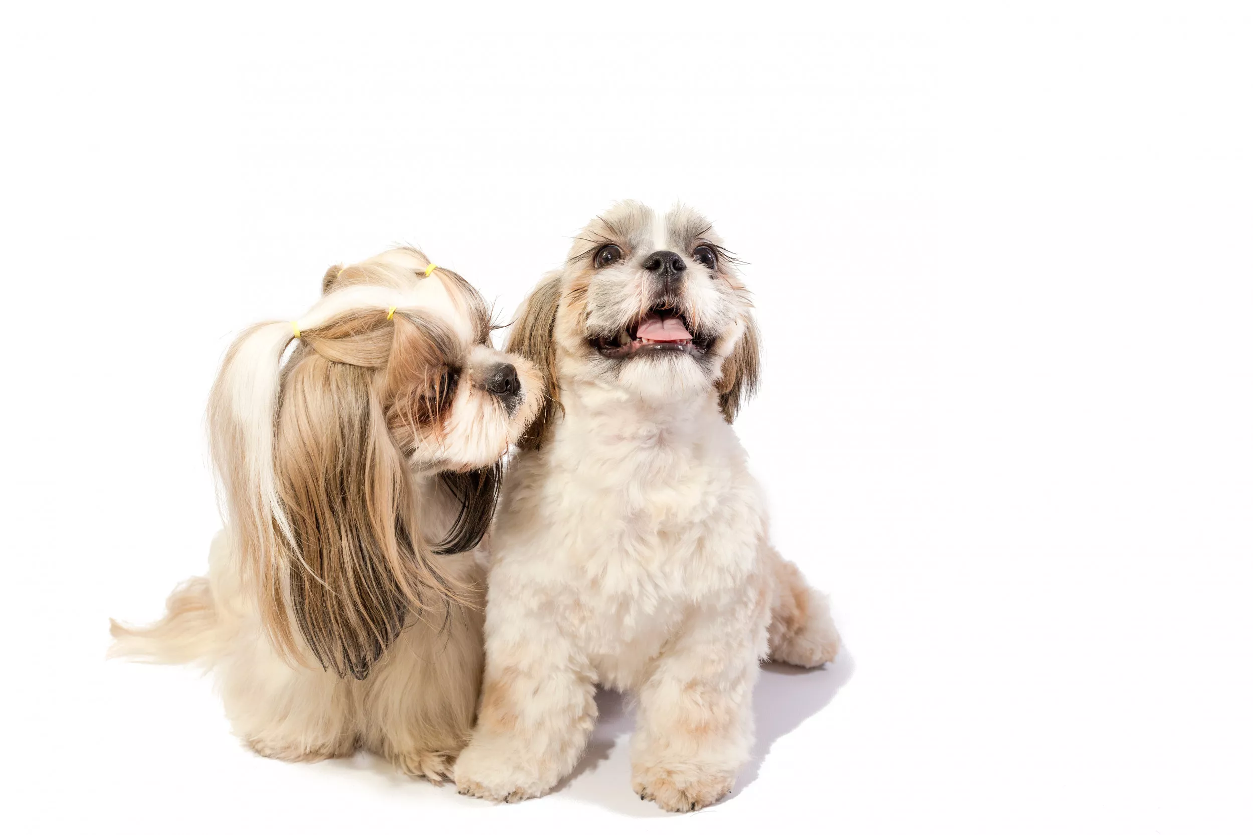 Dog Gives Birth to Single Pup and the Pair Become 'Besties' in Viral Clip - Vimarsana News