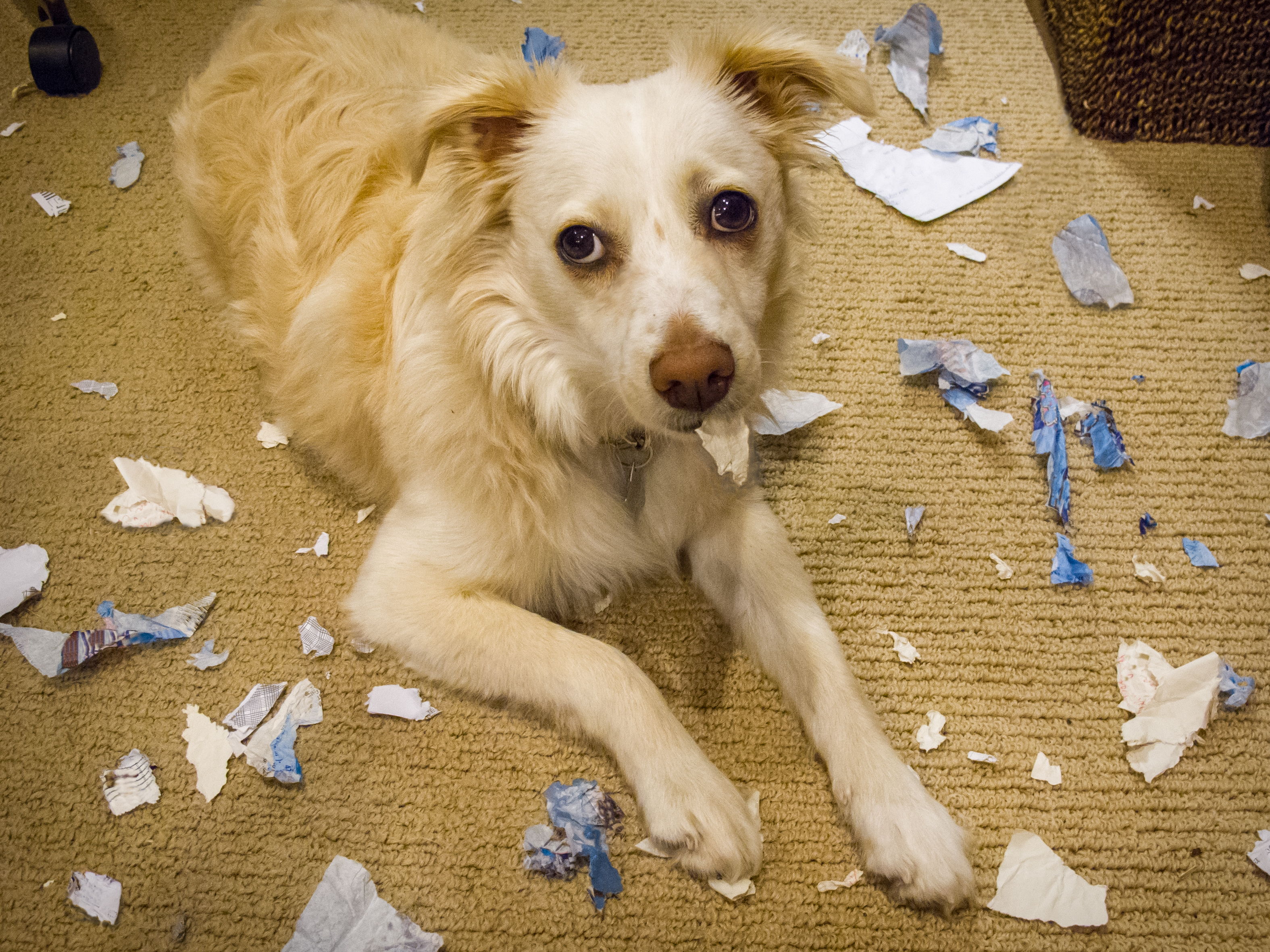 Dog eating clearance clothes