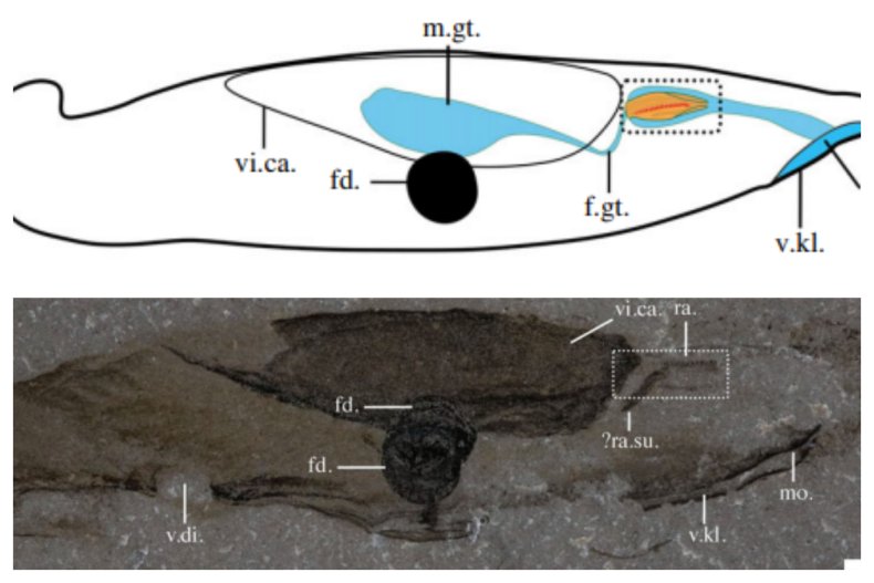 fossil