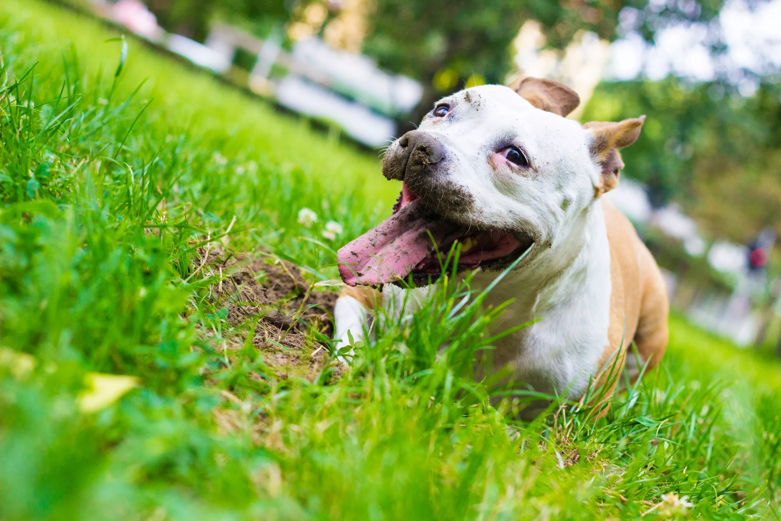 Internet in Hysterics by Dog's Digging: 'You Won't Believe What She Buried' - Vimarsana News
