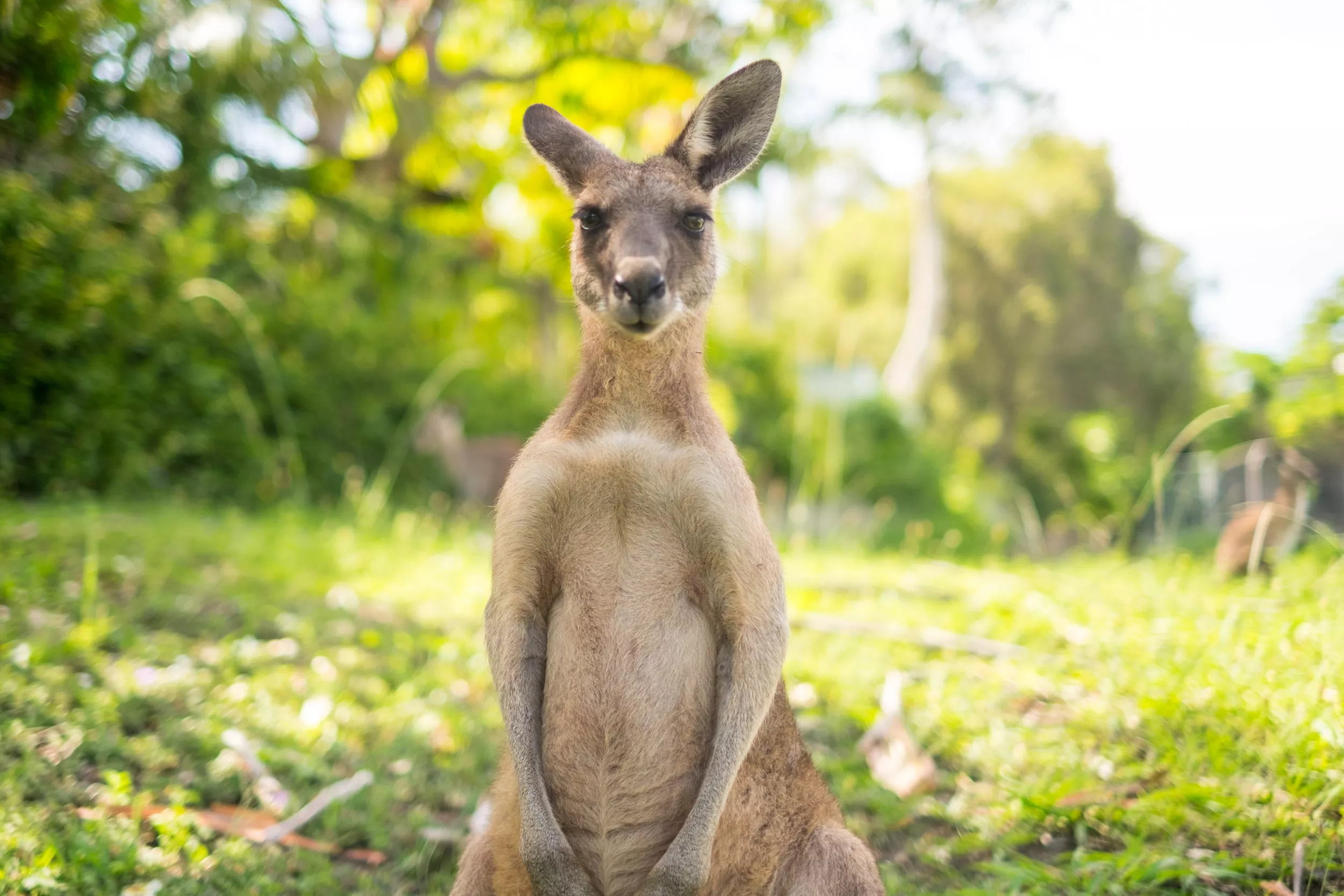 Kangaroo Put Down After Being Shot With Two Arrows - Vimarsana News
