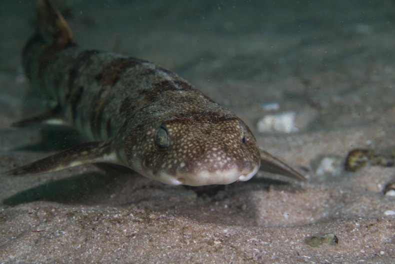 File photo of puffadder shyshark.