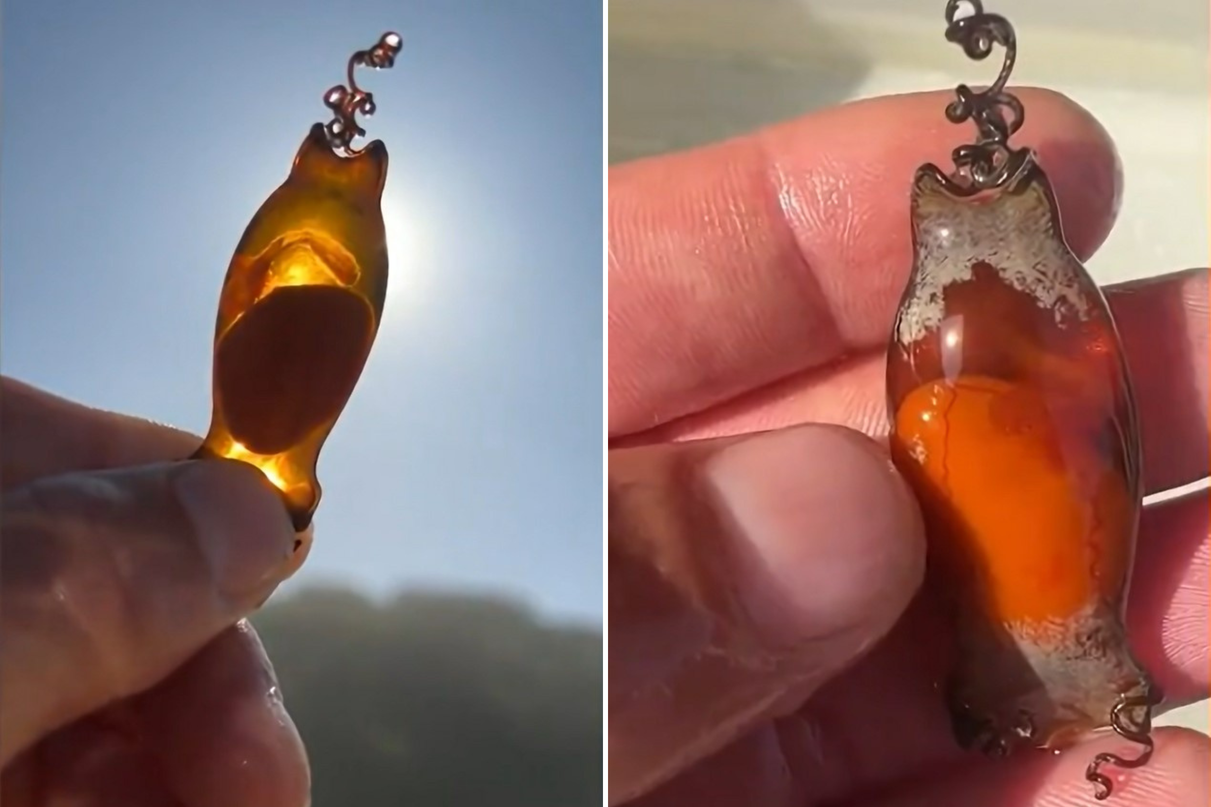 What Is A Shark Egg Look Like