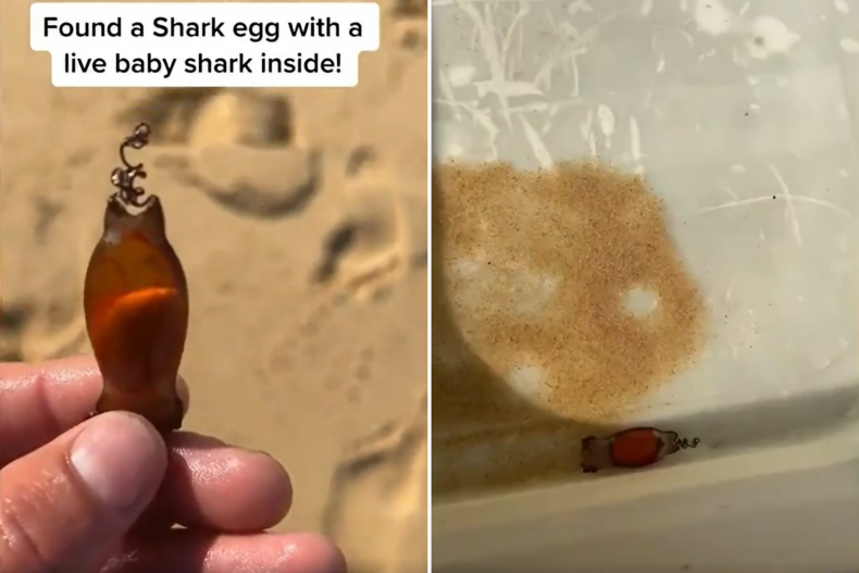 Shark egg washes up on beach.