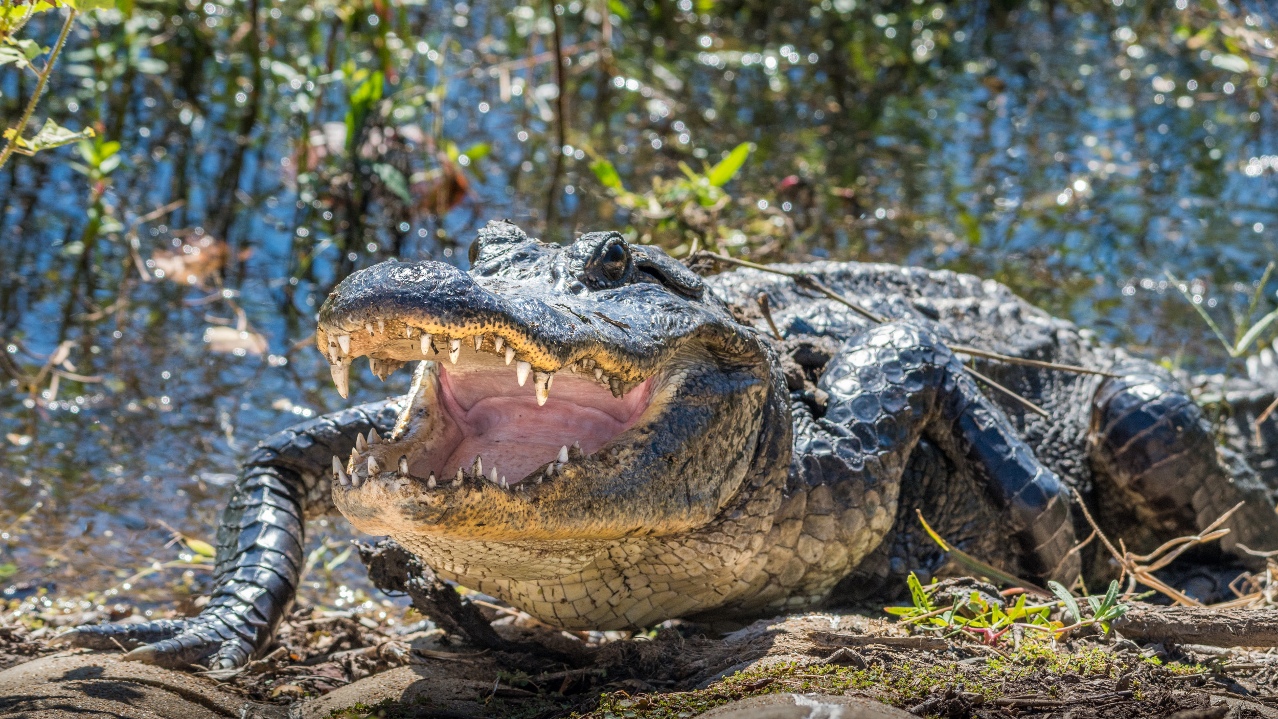 Gigantic 11 Foot Alligator Spotted Walking Through Neighborhood Video