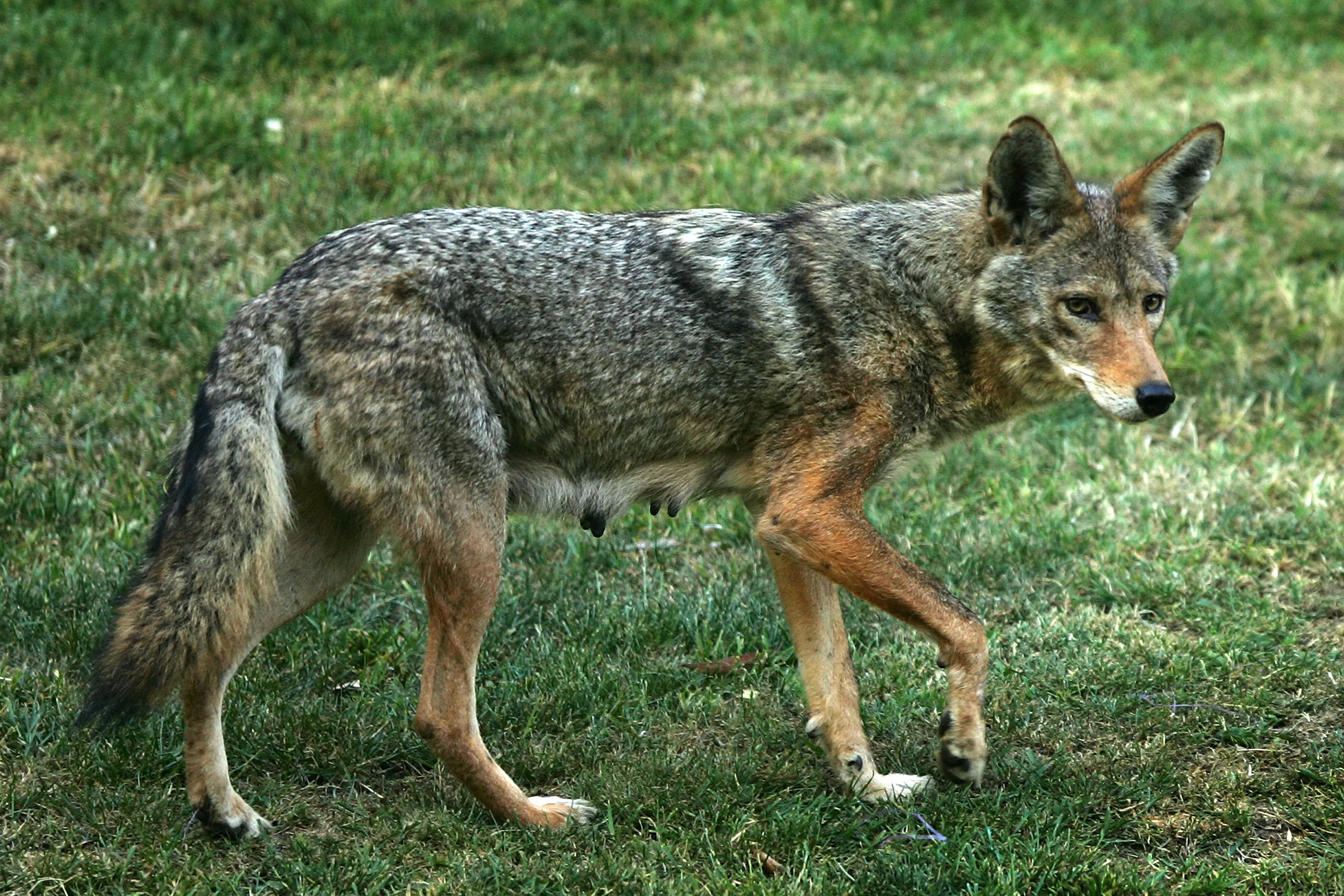 Coyote's Reaction to Squeaky Toy Delights Internet: 'Barkour' - Vimarsana News
