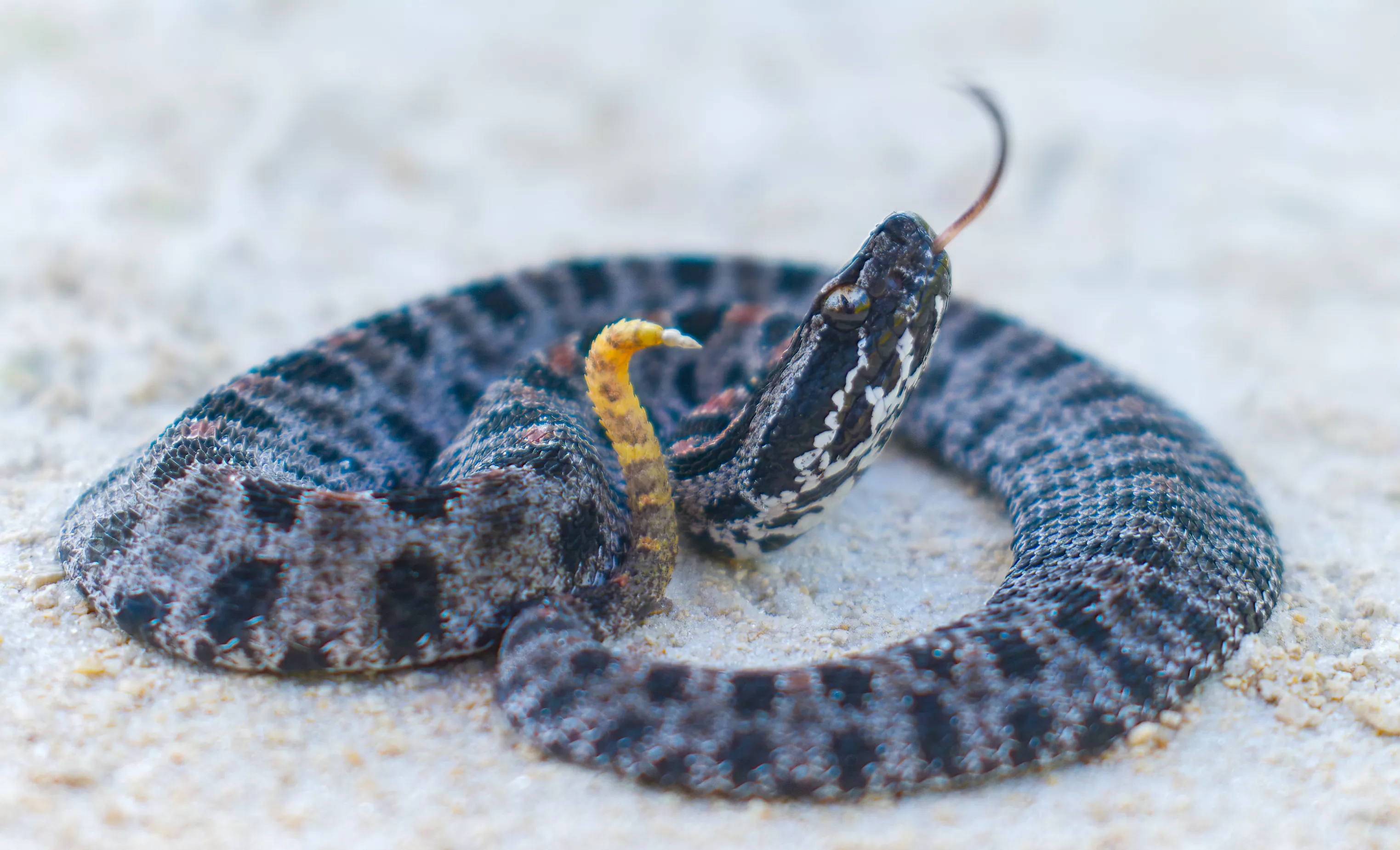 Baby Pygmy Rattlesnake WESTERN PYGMY RATTLESNAKE LIFE EXPECTANCY