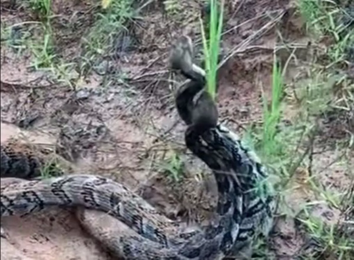 Sex-Crazed Rattlesnakes in Georgia Filmed Fighting Over Female - Vimarsana News