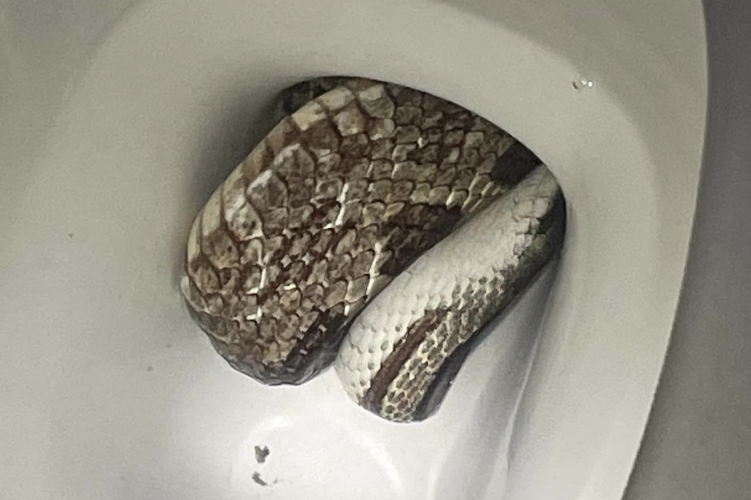 Alabama House owner Finds Large Grey Rat Snake in Rest room